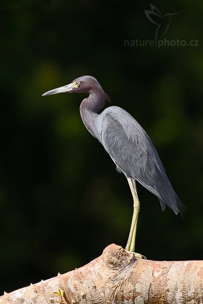 Volavka modrošedá (Egretta caerulea), Volavka modrošedá (Egretta caerulea), Little Blue Heron, Autor: Ondřej Prosický | NaturePhoto.cz, Model: Canon EOS-1D Mark III, Objektiv: Canon EF 400mm f/5.6 L USM, Ohnisková vzdálenost (EQ35mm): 520 mm, stativ Gitzo 1227 LVL + 1377M, Clona: 7.1, Doba expozice: 1/400 s, ISO: 200, Kompenzace expozice: -1 2/3, Blesk: Ano, Vytvořeno: 22. února 2008 14:10:25, Rio Baru, Dominical (Kostarika)