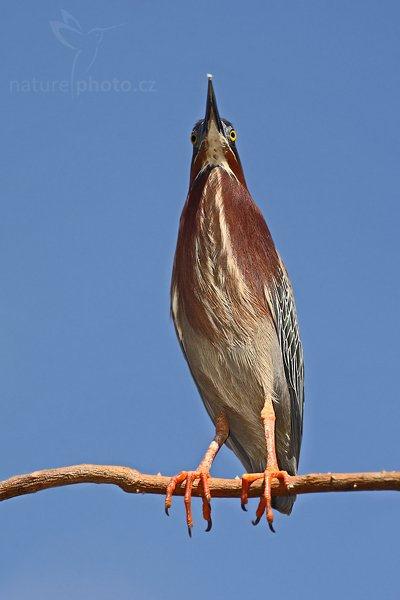 Volavka zelenavá (Butorides virescens), Volavka zelenavá (Butorides virescens), Green Heron, Autor: Ondřej Prosický | NaturePhoto.cz, Model: Canon EOS-1D Mark III, Objektiv: Canon EF 400mm f/5.6 L USM, Ohnisková vzdálenost (EQ35mm): 520 mm, stativ Gitzo 1227 LVL + 1377M, Clona: 7.1, Doba expozice: 1/640 s, ISO: 160, Kompenzace expozice: +1/3, Blesk: Ano, Vytvořeno: 22. února 2008 14:45:40, Rio Baru, Dominical (Kostarika)