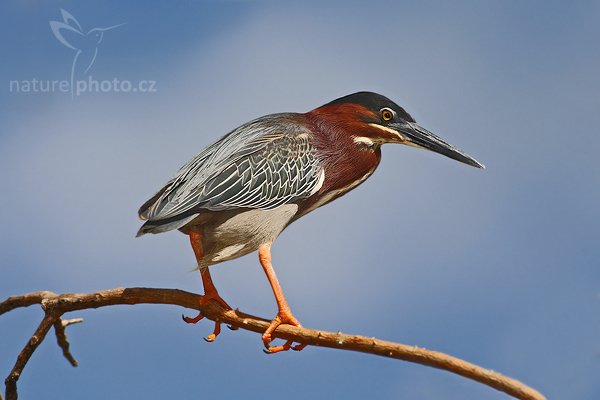 Volavka zelenavá (Butorides virescens), Volavka zelenavá (Butorides virescens), Green Heron, Autor: Ondřej Prosický | NaturePhoto.cz, Model: Canon EOS-1D Mark III, Objektiv: Canon EF 400mm f/5.6 L USM, Ohnisková vzdálenost (EQ35mm): 520 mm, stativ Gitzo 1227 LVL + 1377M, Clona: 7.1, Doba expozice: 1/1000 s, ISO: 160, Kompenzace expozice: 0, Blesk: Ano, Vytvořeno: 22. února 2008 14:42:35, Rio Baru, Dominical (Kostarika)