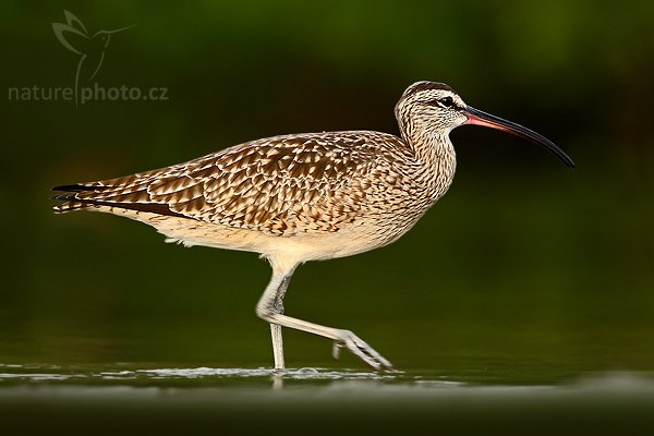 Koliha malá (Numenius phaeopus), Koliha malá (Numenius phaeopus), Whimbrel, Autor: Ondřej Prosický | NaturePhoto.cz, Model: Canon EOS-1D Mark III, Objektiv: Canon EF 400mm f/5.6 L USM, Ohnisková vzdálenost (EQ35mm): 520 mm, stativ Gitzo 1227 LVL + 1377M, Clona: 5.6, Doba expozice: 1/400 s, ISO: 640, Kompenzace expozice: 0, Blesk: Ne, Vytvořeno: 24. února 2008 16:39:48, La Paz (Kostarika)