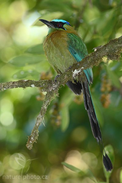 Momot černolící (Momotus momota), Momot černolící (Momotus momota), Blue-crowned Motmot, Autor: Ondřej Prosický | NaturePhoto.cz, Model: Canon EOS-1D Mark III, Objektiv: Canon EF 400mm f/5.6 L USM, Ohnisková vzdálenost (EQ35mm): 520 mm, stativ Gitzo 1227 LVL + 1377M, Clona: 6.3, Doba expozice: 1/100 s, ISO: 500, Kompenzace expozice: -1, Blesk: Ano, Vytvořeno: 26. února 2008 15:33:53, La Paz (Kostarika)