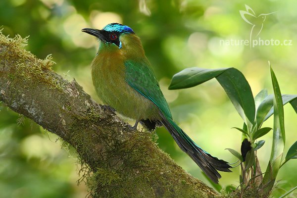 Momot černolící (Momotus momota), Momot černolící (Momotus momota), Blue-crowned Motmot, Autor: Ondřej Prosický | NaturePhoto.cz, Model: Canon EOS-1D Mark III, Objektiv: Canon EF 400mm f/5.6 L USM, Ohnisková vzdálenost (EQ35mm): 520 mm, stativ Gitzo 1227 LVL + 1377M, Clona: 6.3, Doba expozice: 1/60 s, ISO: 500, Kompenzace expozice: -1/3, Blesk: Ano, Vytvořeno: 26. února 2008 15:38:05, RBBN Monteverde (Kostarika)