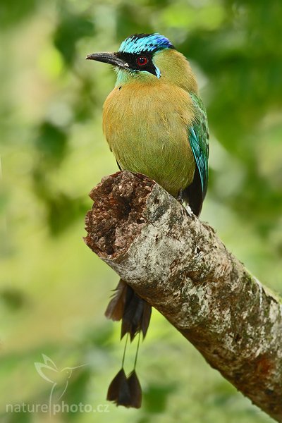 Momot černolící (Momotus momota), Momot černolící (Momotus momota), Blue-crowned Motmot, Autor: Ondřej Prosický | NaturePhoto.cz, Model: Canon EOS-1D Mark III, Objektiv: Canon EF 400mm f/5.6 L USM, Ohnisková vzdálenost (EQ35mm): 520 mm, stativ Gitzo 1227 LVL + 1377M, Clona: 6.3, Doba expozice: 1/30 s, ISO: 500, Kompenzace expozice: +1/3, Blesk: Ano, Vytvořeno: 25. února 2008 15:25:13, RBBN Monteverde (Kostarika)