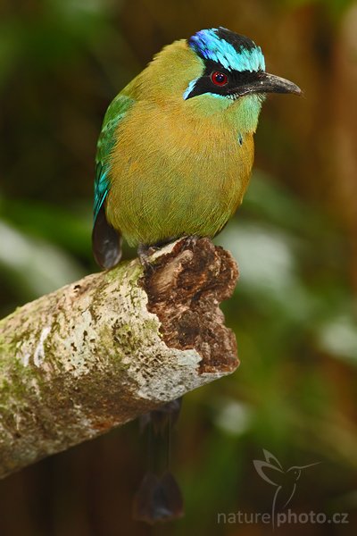 Momot černolící (Momotus momota), Momot černolící (Momotus momota), Blue-crowned Motmot, Autor: Ondřej Prosický | NaturePhoto.cz, Model: Canon EOS-1D Mark III, Objektiv: Canon EF 400mm f/5.6 L USM, Ohnisková vzdálenost (EQ35mm): 520 mm, stativ Gitzo 1227 LVL + 1377M, Clona: 6.3, Doba expozice: 1/8 s, ISO: 320, Kompenzace expozice: -1/3, Blesk: Ano, Vytvořeno: 25. února 2008 15:19:49, RBBN Monteverde (Kostarika)