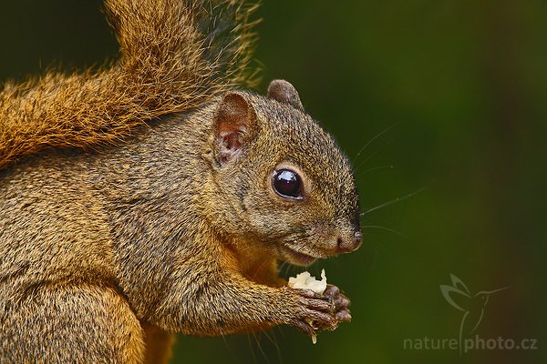 Veverka proměnlivá (Sciurus variegatoides), Veverka proměnlivá (Sciurus variegatoides), Variegated Squirrel, Autor: Ondřej Prosický | NaturePhoto.cz, Model: Canon EOS-1D Mark III, Objektiv: Canon EF 400mm f/5.6 L USM, Ohnisková vzdálenost (EQ35mm): 520 mm, stativ Gitzo 1227 LVL + 1377M, Clona: 6.3, Doba expozice: 1/160 s, ISO: 1000, Kompenzace expozice: -2/3, Blesk: Ano, Vytvořeno: 19. února 2008 13:11:43, La Paz (Kostarika)