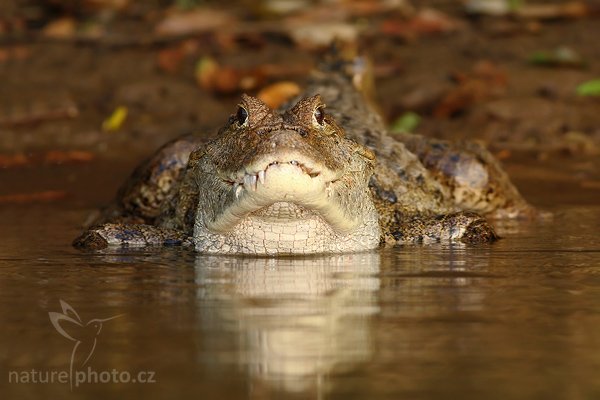 Kajman brýlový (Caiman crocodilus), Kajman brýlový (Caiman crocodilus), Spectacled Caiman, Autor: Ondřej Prosický | NaturePhoto.cz, Model: Canon EOS-1D Mark III, Objektiv: Canon EF 400mm f/5.6 L USM, Ohnisková vzdálenost (EQ35mm): 520 mm, stativ Gitzo 1227 LVL + 1377M, Clona: 5.6, Doba expozice: 1/500 s, ISO: 640, Kompenzace expozice: -2/3, Blesk: Ano, Vytvořeno: 29. února 2008 7:02:41, RNVS Cano Negro (Kostarika)