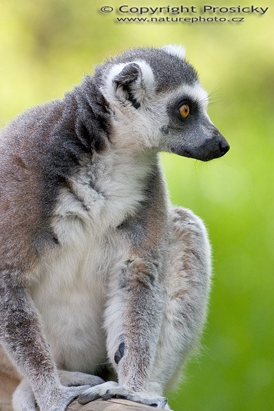 Lemur kata (Lemur catta), Autor: Ondřej Prosický, Model aparátu: Canon EOS 300D DIGITAL, Objektiv: Canon EF 400mm f/5.6 L USM, Ohnisková vzdálenost: 400.00 mm, monopod Manfrotto 681B + 234RC, Clona: 5.60, Doba expozice: 1/400 s, ISO: 400, Vyvážení expozice: 0.38, Blesk: Ne, Vytvořeno: 14. května 2005 10:40:54, ZOO Plzeň (ČR) 