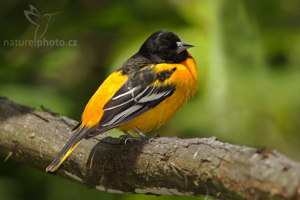 Trupiál baltimorský (Icterus galbula), Trupiál baltimorský (Icterus galbula) Baltimore Oriole, Autor: Ondřej Prosický | NaturePhoto.cz, Model: Canon EOS 40D, Objektiv: Canon EF 400mm f/5.6 L USM, Ohnisková vzdálenost (EQ35mm): 640 mm, stativ Gitzo 1227 LVL + 1377M, Clona: 5.6, Doba expozice: 1/1600 s, ISO: 640, Kompenzace expozice: -1/3, Blesk: Ano, Vytvořeno: 2. března 2008 22:15:35, La Paz (Kostarika)