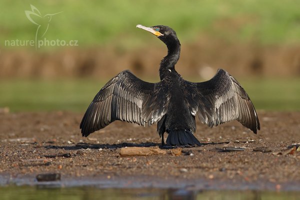 Kormorán neotropický (Phalacrocorax olivaceus), Kormorán neotropický (Phalacrocorax olivaceus), Olivaceouns Cormorant, Autor: Ondřej Prosický | NaturePhoto.cz, Model: Canon EOS-1D Mark III, Objektiv: Canon EF 400mm f/5.6 L USM, Ohnisková vzdálenost (EQ35mm): 520 mm, stativ Gitzo 1227 LVL + 1377M, Clona: 6.3, Doba expozice: 1/1250 s, ISO: 400, Kompenzace expozice: -1, Blesk: Ne, Vytvořeno: 29. února 2008 7:11:54, RNVS Cano Negro (Kostarika)