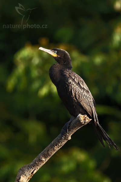 Kormorán neotropický (Phalacrocorax olivaceus), Kormorán neotropický (Phalacrocorax olivaceus), Olivaceouns Cormorant, Autor: Ondřej Prosický | NaturePhoto.cz, Model: Canon EOS-1D Mark III, Objektiv: Canon EF 400mm f/5.6 L USM, Ohnisková vzdálenost (EQ35mm): 520 mm, stativ Gitzo 1227 LVL + 1377M, Clona: 5.6, Doba expozice: 1/500 s, ISO: 400, Kompenzace expozice: -1 1/3, Blesk: Ne, Vytvořeno: 29. února 2008 7:08:07, RNVS Cano Negro (Kostarika)