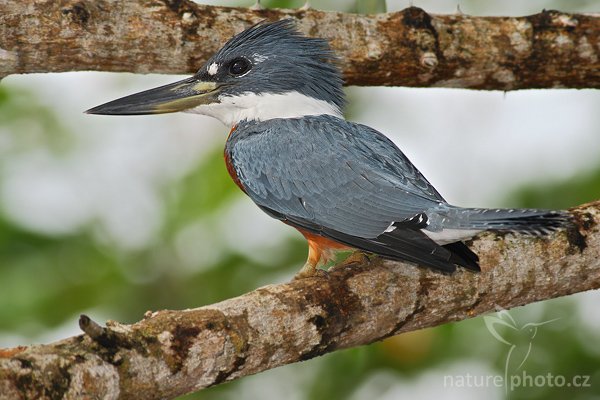 Rybařík obojkový (Megaceryle torquata), Rybařík obojkový (Megaceryle torquata), Ringed Kingfisher, Autor: Ondřej Prosický | NaturePhoto.cz, Model: Canon EOS-1D Mark III, Objektiv: Canon EF 400mm f/5.6 L USM, Ohnisková vzdálenost (EQ35mm): 520 mm, stativ Gitzo 1227 LVL + 1377M, Clona: 5.6, Doba expozice: 1/800 s, ISO: 500, Kompenzace expozice: -2/3, Blesk: Ano, Vytvořeno: 15. února 2008 8:46:08, RNVS Cano Negro (Kostarika)