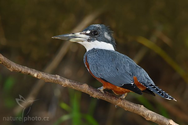 Rybařík obojkový (Megaceryle torquata), Rybařík obojkový (Megaceryle torquata), Ringed Kingfisher, Autor: Ondřej Prosický | NaturePhoto.cz, Model: Canon EOS-1D Mark III, Objektiv: Canon EF 400mm f/5.6 L USM, Ohnisková vzdálenost (EQ35mm): 520 mm, stativ Gitzo 1227 LVL + 1377M, Clona: 6.3, Doba expozice: 1/320 s, ISO: 640, Kompenzace expozice: -2/3, Blesk: Ano, Vytvořeno: 29. února 2008 8:15:20, RNVS Cano Negro (Kostarika)