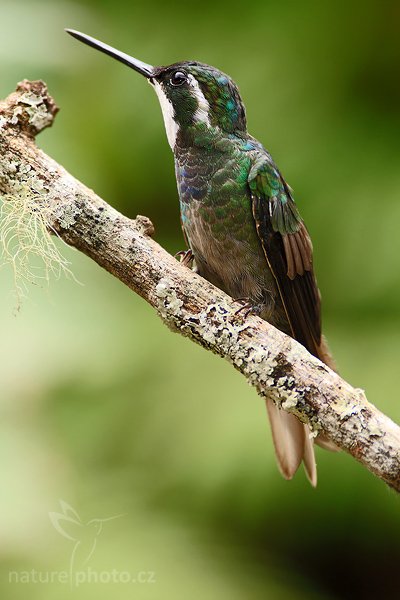 Kolibřík pokřovní (Lampornis castaneoventris), Kolibřík pokřovní (Lampornis castaneoventris), White-throated Mountain-gem, Autor: Ondřej Prosický | NaturePhoto.cz, Model: Canon EOS-1D Mark III, Objektiv: Canon EF 400mm f/5.6 L USM, Ohnisková vzdálenost (EQ35mm): 520 mm, stativ Gitzo 1227 LVL + 1377M, Clona: 6.3, Doba expozice: 1/320 s, ISO: 400, Kompenzace expozice: -1/3, Blesk: Ano, Vytvořeno: 20. února 2008 10:45:37, Savegre (Kostarika)