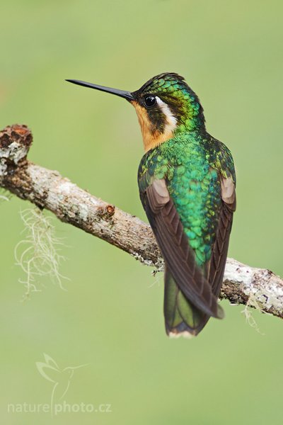 Kolibřík fialovohrdlý (Lampornis calolaema), Kolibřík fialovohrdlý (Lampornis calolaema), Kolibřík fialovohrdlý Lampornis calolaema = calolaemus), Purple-throated Mountain-gem, Autor: Ondřej Prosický | NaturePhoto.cz, Model: Canon EOS-1D Mark III, Objektiv: Canon EF 200mm f/2.8 L USM + TC Canon 2x, Ohnisková vzdálenost (EQ35mm): 520 mm, stativ Gitzo 1227 LVL + 1377M, Clona: 6.3, Doba expozice: 1/320 s, ISO: 500, Kompenzace expozice: +1/3, Blesk: Ano, Vytvořeno: 6. února 2008 15:56:16, Savegre (Kostarika)