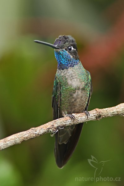 Kolibřík skvostný (Eugenes fulgens), Kolibřík skvostný (Eugenes fulgens), Magnificent Hummingbird, Autor: Ondřej Prosický | NaturePhoto.cz, Model: Canon EOS-1D Mark III, Objektiv: Canon EF 400mm f/5.6 L USM, Ohnisková vzdálenost (EQ35mm): 520 mm, stativ Gitzo 1227 LVL + 1377M, Clona: 6.3, Doba expozice: 1/200 s, ISO: 500, Kompenzace expozice: -2/3, Blesk: Ano, Vytvořeno: 6. února 2008 14:21:41, Savegre (Kostarika)