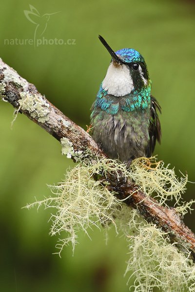 Kolibřík pokřovní (Lampornis castaneoventris), Kolibřík pokřovní (Lampornis castaneoventris), White-throated Mountain-gem, Autor: Ondřej Prosický | NaturePhoto.cz, Model: Canon EOS-1D Mark III, Objektiv: Canon EF 400mm f/5.6 L USM, Ohnisková vzdálenost (EQ35mm): 520 mm, stativ Gitzo 1227 LVL + 1377M, Clona: 5.6, Doba expozice: 1/125 s, ISO: 500, Kompenzace expozice: -2/3, Blesk: Ano, Vytvořeno: 7. února 2008 13:05:14, Savegre (Kostarika)