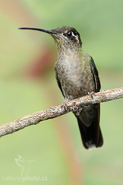 Kolibřík skvostný (Eugenes fulgens), Kolibřík skvostný (Eugenes fulgens), Magnificent Hummingbird, Autor: Ondřej Prosický | NaturePhoto.cz, Model: Canon EOS-1D Mark III, Objektiv: Canon EF 400mm f/5.6 L USM, Ohnisková vzdálenost (EQ35mm): 520 mm, stativ Gitzo 1227 LVL + 1377M, Clona: 6.3, Doba expozice: 1/250 s, ISO: 500, Kompenzace expozice: +1/3, Blesk: Ano, Vytvořeno: 6. února 2008 15:49:39, Savegre (Kostarika)