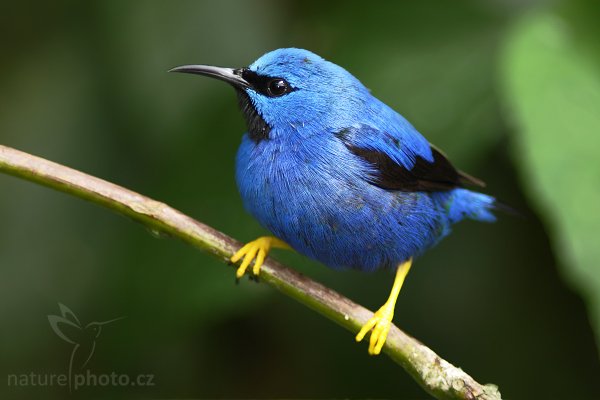 Květomil azurový (Cyanerpes lucidus), Květomil azurový (Cyanerpes lucidus), Shining Honeycreeper, Autor: Ondřej Prosický | NaturePhoto.cz, Model: Canon EOS 40D, Objektiv: Canon EF 400mm f/5.6 L USM, Ohnisková vzdálenost (EQ35mm): 640 mm, stativ Gitzo 1227 LVL + 1377M, Clona: 5.6, Doba expozice: 1/250 s, ISO: 640, Kompenzace expozice: -1/3, Blesk: Ano, Vytvořeno: 2. března 2008 21:54:52, La Paz (Kostarika)