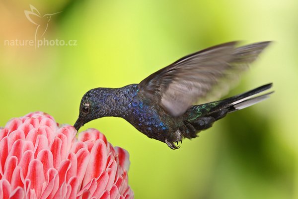 Kolibřík purpurový (Campylopterus hemileucurus), Kolibřík purpurový (Campylopterus hemileucurus), Wiolet Sabrewing, Autor: Ondřej Prosický | NaturePhoto.cz, Model: Canon EOS-1D Mark III, Objektiv: Canon EF 200mm f/2.8 L USM + TC Canon 1.4x, Ohnisková vzdálenost (EQ35mm): 364 mm, stativ Gitzo 1227 LVL + 1377M, Clona: 5.6, Doba expozice: 1/640 s, ISO: 400, Kompenzace expozice: -1/3, Blesk: Ano, Vytvořeno: 2. března 2008 16:42:01, La Paz (Kostarika)