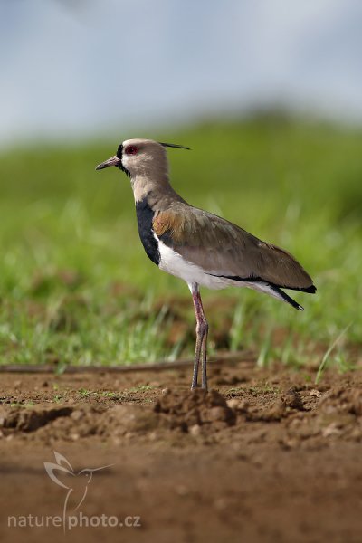 Čejka jižní (Vanellus chilensis), Čejka jižní (Vanellus chilensis), Southern Lapwing, Autor: Ondřej Prosický | NaturePhoto.cz, Model: Canon EOS-1D Mark III, Objektiv: Canon EF 400mm f/5.6 L USM, Ohnisková vzdálenost (EQ35mm): 520 mm, stativ Gitzo 1227 LVL + 1377M, Clona: 6.3, Doba expozice: 1/1250 s, ISO: 200, Kompenzace expozice: -2/3, Blesk: Ano, Vytvořeno: 29. února 2008 8:55:57, RNVS Cano Negro (Kostarika)