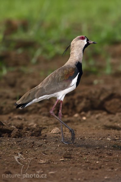 Čejka jižní (Vanellus chilensis), Čejka jižní (Vanellus chilensis), Southern Lapwing, Autor: Ondřej Prosický | NaturePhoto.cz, Model: Canon EOS-1D Mark III, Objektiv: Canon EF 400mm f/5.6 L USM, Ohnisková vzdálenost (EQ35mm): 520 mm, stativ Gitzo 1227 LVL + 1377M, Clona: 6.3, Doba expozice: 1/640 s, ISO: 200, Kompenzace expozice: -1, Blesk: Ano, Vytvořeno: 29. února 2008 8:55:22, RNVS Cano Negro (Kostarika)