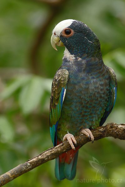 Amazónek běločelý (Pionus senilis), Amazónek běločelý (Pionus senilis), White-crowned Pionus, White-capped Parrot, White-crowned Parrot, Autor: Ondřej Prosický | NaturePhoto.cz, Model: Canon EOS-1D Mark III, Objektiv: Canon EF 400mm f/5.6 L USM, Ohnisková vzdálenost (EQ35mm): 520 mm, stativ Gitzo 1227 LVL + 1377M, Clona: 6.3, Doba expozice: 1/80 s, ISO: 500, Kompenzace expozice: -2/3, Blesk: Ano, Vytvořeno: 17. února 2008 14:14:54, La Paz (Kostarika) 