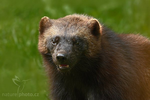 Rosomák sibiřský (Gulo gulo), Rosomák sibiřský (Gulo gulo), Wolverine, Autor: Ondřej Prosický | NaturePhoto.cz, Model: Canon EOS-1D Mark III, Objektiv: Canon EF 500mm f/4 L USM, Ohnisková vzdálenost (EQ35mm): 650 mm, stativ Gitzo 1227 LVL + 1377M, Clona: 7.1, Doba expozice: 1/30 s, ISO: 250, Kompenzace expozice: -1/3, Blesk: Ne, Vytvořeno: 31. května 2008 8:59:54, Zoopark Chomutov (Česko)