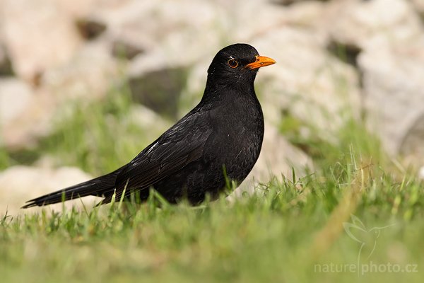 Kos černý (Turdus merula), Kos černý (Turdus merula), Blackbird, Autor: Ondřej Prosický | NaturePhoto.cz, Model: Canon EOS-1D Mark III, Objektiv: Canon EF 200mm f/2.8 L USM + TC Canon 2x, Ohnisková vzdálenost (EQ35mm): 520 mm, stativ Gitzo 1227 LVL + 1377M, Clona: 7.1, Doba expozice: 1/800 s, ISO: 200, Kompenzace expozice: -2/3, Blesk: Ano, Vytvořeno: 8. května 2008 9:58:10, Liberec (Česko)