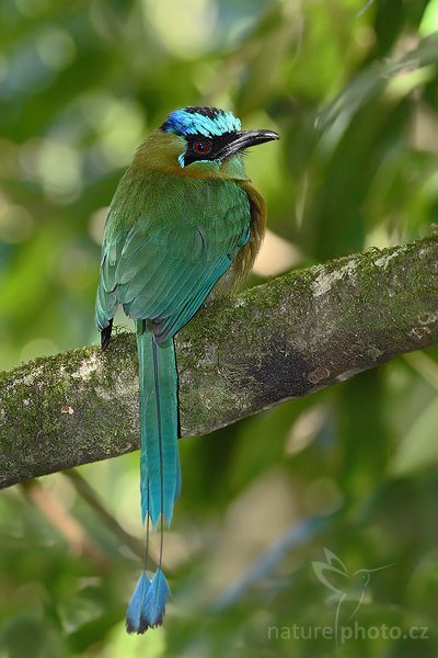 Momot černolící (Momotus momota), Momot černolící (Momotus momota), Blue-crowned Motmot, Autor: Ondřej Prosický | NaturePhoto.cz, Model: Canon EOS-1D Mark III, Objektiv: Canon EF 400mm f/5.6 L USM, Ohnisková vzdálenost (EQ35mm): 520 mm, stativ Gitzo 1227 LVL + 1377M, Clona: 6.3, Doba expozice: 1/60 s, ISO: 500, Kompenzace expozice: -1, Blesk: Ano, Vytvořeno: 26. února 2008 15:54:31, RBBN Monteverde (Kostarika)