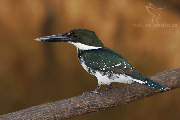 Rybařík zelený (Chloroceryle americana), Rybařík zelený (Chloroceryle americana), Green Kingfisher, Autor: Ondřej Prosický | NaturePhoto.cz, Model: Canon EOS-1D Mark III, Objektiv: Canon EF 400mm f/5.6 L USM, Ohnisková vzdálenost (EQ35mm): 520 mm, stativ Gitzo 1227 LVL + 1377M, Clona: 6.3, Doba expozice: 1/320 s, ISO: 500, Kompenzace expozice: -1, Blesk: Ano, Vytvořeno: 16. února 2008 8:11:38, RNVS Cano Negro (Kostarika)