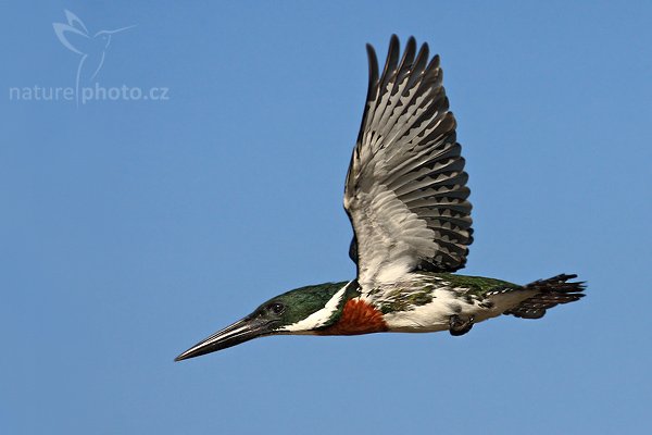 Rybařík amazonský (Chloroceryle amazona), Rybařík amazonský (Chloroceryle amazona), Amazon Kingfisher, Autor: Ondřej Prosický | NaturePhoto.cz, Model: Canon EOS-1D Mark III, Objektiv: Canon EF 400mm f/5.6 L USM, Ohnisková vzdálenost (EQ35mm): 520 mm, stativ Gitzo 1227 LVL + 1377M, Clona: 6.3, Doba expozice: 1/3200 s, ISO: 160, Kompenzace expozice: -2/3, Blesk: Ne, Vytvořeno: 29. února 2008 7:53:39, RNVS Cano Negro (Kostarika)