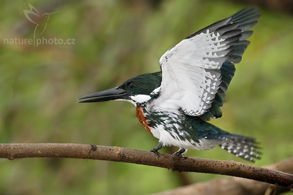 Rybařík amazonský (Chloroceryle amazona), Rybařík amazonský (Chloroceryle amazona), Amazon Kingfisher, Autor: Ondřej Prosický | NaturePhoto.cz, Model: Canon EOS-1D Mark III, Objektiv: Canon EF 400mm f/5.6 L USM, Ohnisková vzdálenost (EQ35mm): 520 mm, stativ Gitzo 1227 LVL + 1377M, Clona: 5.6, Doba expozice: 1/500 s, ISO: 640, Kompenzace expozice: -2/3, Blesk: Ano, Vytvořeno: 15. února 2008 9:18:08, RNVS Cano Negro (Kostarika)