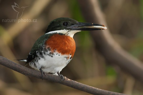 Rybařík zelený (Chloroceryle americana), Rybařík zelený (Chloroceryle americana), Green Kingfisher, Autor: Ondřej Prosický | NaturePhoto.cz, Model: Canon EOS-1D Mark III, Objektiv: Canon EF 400mm f/5.6 L USM, Ohnisková vzdálenost (EQ35mm): 520 mm, stativ Gitzo 1227 LVL + 1377M, Clona: 6.3, Doba expozice: 1/200 s, ISO: 800, Kompenzace expozice: -1 1/3, Blesk: Ano, Vytvořeno: 15. února 2008 16:34:26, RNVS Cano Negro (Kostarika)