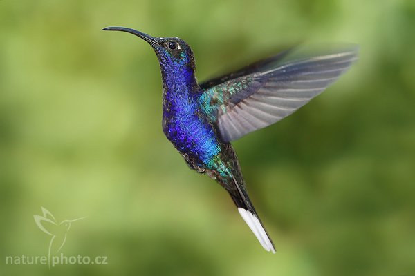 Kolibřík purpurový (Campylopterus hemileucurus), Kolibřík purpurový (Campylopterus hemileucurus), Violet Sabrewing, Autor: Ondřej Prosický | NaturePhoto.cz, Model: Canon EOS-1D Mark III, Objektiv: Canon EF 200mm f/2.8 L USM + TC Canon 1.4x, Ohnisková vzdálenost (EQ35mm): 364 mm, stativ Gitzo 1227 LVL + 1377M, Clona: 5.0, Doba expozice: 1/250 s, ISO: 500, Kompenzace expozice: -2/3, Blesk: Ano, Vytvořeno: 5. února 2008 15:46:14, RBBN Monteverde (Kostarika)