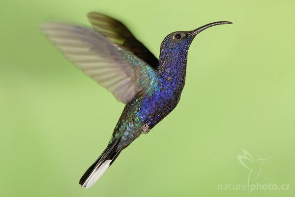 Kolibřík purpurový (Campylopterus hemileucurus), Kolibřík purpurový (Campylopterus hemileucurus), Violet Sabrewing, Autor: Ondřej Prosický | NaturePhoto.cz, Model: Canon EOS-1D Mark III, Objektiv: Canon EF 200mm f/2.8 L USM + TC Canon 2x, Ohnisková vzdálenost (EQ35mm): 520 mm, stativ Gitzo 1227 LVL + 1377M, Clona: 14, Doba expozice: 1/300 s, ISO: 250, Kompenzace expozice: 0, Blesk: Ano, Vytvořeno: 27. února 2008 12:46:12, RBBN Monteverde (Kostarika)