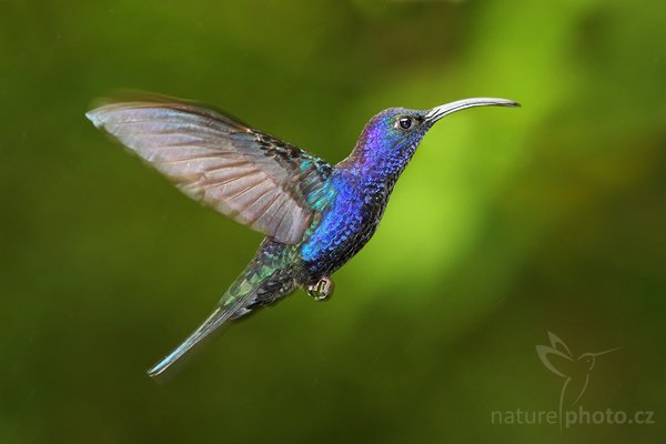 Kolibřík purpurový (Campylopterus hemileucurus), Kolibřík purpurový (Campylopterus hemileucurus), Violet Sabrewing, Autor: Ondřej Prosický | NaturePhoto.cz, Model: Canon EOS-1D Mark III, Objektiv: Canon EF 200mm f/2.8 L USM + TC Canon 1.4x, Ohnisková vzdálenost (EQ35mm): 364 mm, stativ Gitzo 1227 LVL + 1377M, Clona: 4.5, Doba expozice: 1/125 s, ISO: 800, Kompenzace expozice: 0, Blesk: Ano, Vytvořeno: 25. února 2008 15:54:30, RBBN Monteverde (Kostarika)