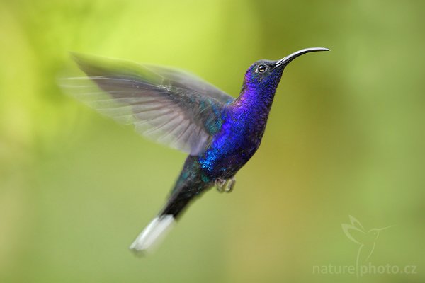 Kolibřík purpurový (Campylopterus hemileucurus), Kolibřík purpurový (Campylopterus hemileucurus), Violet Sabrewing, Autor: Ondřej Prosický | NaturePhoto.cz, Model: Canon EOS-1D Mark III, Objektiv: Canon EF 500mm f/4 L USM + TC Canon 1.4x, Ohnisková vzdálenost (EQ35mm): 910 mm, stativ Gitzo 1227 LVL + 1377M, Clona: 5.6, Doba expozice: 1/100 s, ISO: 800, Kompenzace expozice: 0, Blesk: Ano, Vytvořeno: 12. února 2008 23:01:08, RBBN Monteverde (Kostarika)