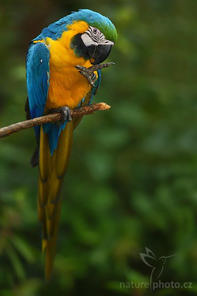 Ara ararauna (ara ararauna), Ara ararauna (ara ararauna), Ara ararauna, Autor: Ondřej Prosický | NaturePhoto.cz, Model: Canon EOS-1D Mark III, Objektiv: Canon EF 200mm f/2.8 L USM, Ohnisková vzdálenost (EQ35mm): 260 mm, stativ Gitzo 1227 LVL + 1377M, Clona: 2.8, Doba expozice: 1/500 s, ISO: 640, Kompenzace expozice: -2/3, Blesk: Ano, Vytvořeno: 17. února 2008 14:27:04, voliéra v La Paz (Kostarika)