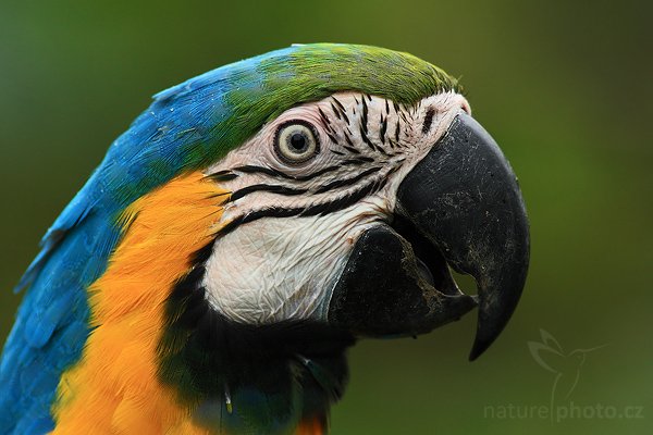 Ara ararauna (ara ararauna), Ara ararauna (ara ararauna), Ara ararauna, Autor: Ondřej Prosický | NaturePhoto.cz, Model: Canon EOS-1D Mark III, Objektiv: Canon EF 200mm f/2.8 L USM + TC Canon 2x, Ohnisková vzdálenost (EQ35mm): 520 mm, stativ Gitzo 1227 LVL + 1377M, Clona: 6.3, Doba expozice: 1/200 s, ISO: 640, Kompenzace expozice: -2/3, Blesk: Ne, Vytvořeno: 19. února 2008 14:24:42, voliéra v La Paz (Kostarika)