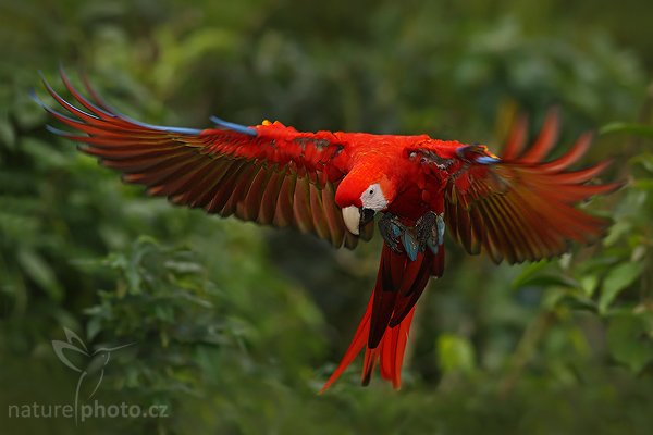 Ara arakanga (Ara macao), Ara arakanga (Ara macao), Scarlet Macaw, Autor: Ondřej Prosický | NaturePhoto.cz, Model: Canon EOS-1D Mark III, Objektiv: Canon EF 200mm f/2.8 L USM, Ohnisková vzdálenost (EQ35mm): 260 mm, stativ Gitzo 1227 LVL + 1377M, Clona: 3.5, Doba expozice: 1/500 s, ISO: 800, Kompenzace expozice: -1, Blesk: Ano, Vytvořeno: 17. února 2008 14:32:21, Vera Blanca (Kostarika)