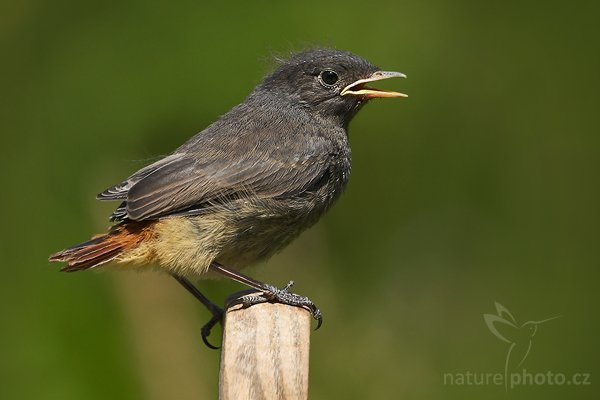 Rehek domácí (Phoenicurus ochruros), Rehek domácí (Phoenicurus ochruros), European Black Redstart, Autor: Ondřej Prosický | NaturePhoto.cz, Model: Canon EOS-1D Mark III, Objektiv: Canon EF 500mm f/4 L IS USM, Ohnisková vzdálenost (EQ35mm): 650 mm, stativ Gitzo 3540 LS + RRS BH5, Clona: 5.0, Doba expozice: 1/640 s, ISO: 100, Kompenzace expozice: -1, Blesk: Ne, Vytvořeno: 6. července 2008 14:19:21, Valteřice (Česko)