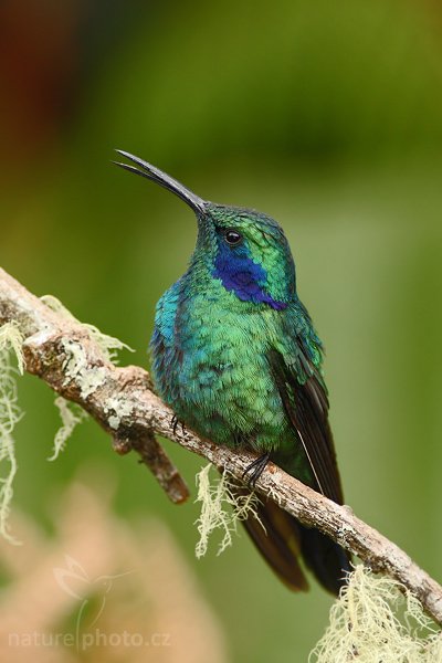 Kolibřík zelený (Colibri thalassinus), Fotografie: Kolibřík zelený (Colibri thalassinus), Green Violet-ear, Autor: Ondřej Prosický | NaturePhoto.cz, Model: Canon EOS-1D Mark III, Objektiv: Canon EF 200mm f/2.8 L USM + TC Canon 2x, Ohnisková vzdálenost (EQ35mm): 520 mm, stativ Gitzo 1227 LVL + 1377M, Clona: 5.6, Doba expozice: 1/250 s, ISO: 500, Kompenzace expozice: -1/3, Blesk: Ano, Vytvořeno: 20. února 2008 10:37:51, Savegre (Kostarika)