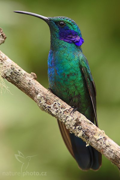 Kolibřík zelený (Colibri thalassinus), Kolibřík zelený (Colibri thalassinus), Green Violet-ear, Autor: Ondřej Prosický | NaturePhoto.cz, Model: Canon EOS-1D Mark III, Objektiv: Canon EF 200mm f/2.8 L USM + TC Canon 2x, Ohnisková vzdálenost (EQ35mm): 520 mm, stativ Gitzo 1227 LVL + 1377M, Clona: 6.3, Doba expozice: 1/250 s, ISO: 400, Kompenzace expozice: -1/3, Blesk: Ano, Vytvořeno: 20. února 2008 10:45:12, Savegre (Kostarika)