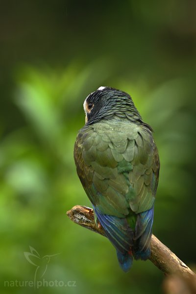 Amazónek běločelý (Pionus senilis), Amazónek běločelý (Pionus senilis), White-crowned Pionus, White-capped Parrot, White-crowned Parrot, Autor: Ondřej Prosický | NaturePhoto.cz, Model: Canon EOS-1D Mark III, Objektiv: Canon EF 200mm f/2.8 L USM + TC Canon 2x, Ohnisková vzdálenost (EQ35mm): 520 mm, stativ Gitzo 1227 LVL + 1377M, Clona: 5.6, Doba expozice: 1/200 s, ISO: 640, Kompenzace expozice: -2/3, Blesk: Ano, Vytvořeno: 19. února 2008 14:20:09, La Paz (Kostarika) 