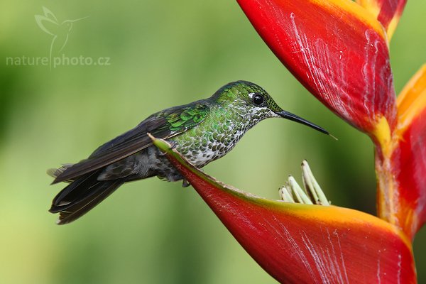 Kolibřík subtropický (Heliodoxa jacula), Kolibřík subtropický (Heliodoxa jacula), Green-crowned Brilliant, Autor: Ondřej Prosický | NaturePhoto.cz, Model: Canon EOS-1D Mark III, Objektiv: Canon EF 200mm f/2.8 L USM + TC Canon 2x, Ohnisková vzdálenost (EQ35mm): 364 mm, stativ Gitzo 1227 LVL + 1377M, Clona: 5.6, Doba expozice: 1/250 s, ISO: 400, Kompenzace expozice: 0, Blesk: Ano, Vytvořeno: 2. března 2008 16:40:15, La Paz (Kostarika)