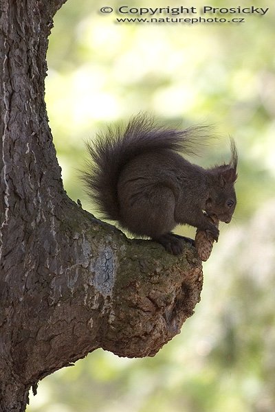 Veverka obecná (Sciurus vulgaris), Autor: Ondřej Prosický, Model aparátu: Canon EOS 300D DIGITAL, Objektiv: Canon EF 400mm f/5.6 L USM, Ohnisková vzdálenost: 400.00 mm, monopod Manfrotto 681B + 234RC, Clona: 5.60, Doba expozice: 1/200 s, ISO: 400, Vyvážení expozice: 1.00, Blesk: Ne, Vytvořeno: 30. dubna 2005 13:06:56, Lešná u Zlína (ČR) 