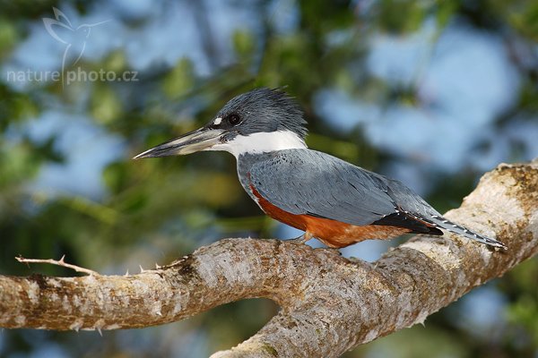 Rybařík obojkový (Megaceryle torquata), Fotografie: Rybařík obojkový (Megaceryle torquata), Ringed Kingfisher, Autor: Ondřej Prosický | NaturePhoto.cz, Model: Canon EOS-1D Mark III, Objektiv: Canon EF 400mm f/5.6 L USM, Ohnisková vzdálenost (EQ35mm): 520 mm, stativ Gitzo 1227 LVL + 1377M, Clona: 6.3, Doba expozice: 1/2000 s, ISO: 500, Kompenzace expozice: -2/3, Blesk: Ano, Vytvořeno: 29. února 2008 8:13:14, RNVS Cano Negro (Kostarika)