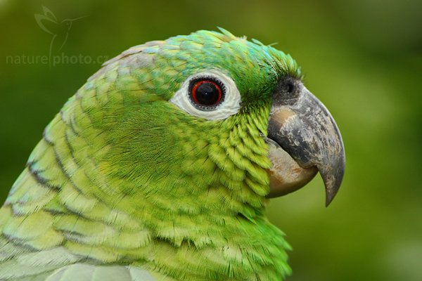 Amazoňan pomoučený (Amazona farinosa), Fotografie: Amazoňan pomoučený (Amazona ochrocephala auropalliata), Yellow-crowned Amazon, Autor: Ondřej Prosický | NaturePhoto.cz, Model: Canon EOS-1D Mark III, Objektiv: Canon EF 200mm f/2.8 L USM + TC Canon 2x, Ohnisková vzdálenost (EQ35mm): 520 mm, stativ Gitzo 1227 LVL + 1377M, Clona: 7.1, Doba expozice: 1/400 s, ISO: 500, Kompenzace expozice: -1/3, Blesk: Ano, Vytvořeno: 17. února 2008 10:12:55, La Paz (Kostarika)