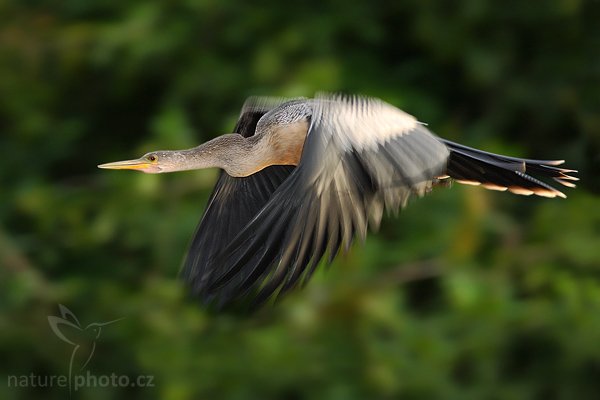 Anhinga americká (Anhinga anhinga), Anhinga americká (Anhinga anhinga), Anhinga, Autor: Ondřej Prosický | NaturePhoto.cz, Model: Canon EOS-1D Mark III, Objektiv: Canon EF 400mm f/5.6 L USM, Ohnisková vzdálenost (EQ35mm): 520 mm, fotografováno z ruky, Clona: 5.6, Doba expozice: 1/250 s, ISO: 1000, Kompenzace expozice: -2/3, Blesk: Ano, Vytvořeno: 15. února 2008 16:58:03, RNVS Cano Negro (Kostarika)