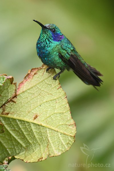 Kolibřík zelený (Colibri thalassinus), Kolibřík zelený (Colibri thalassinus), Green Violet-ear, Autor: Ondřej Prosický | NaturePhoto.cz, Model: Canon EOS-1D Mark III, Objektiv: Canon EF 400mm f/5.6 L USM, Ohnisková vzdálenost (EQ35mm): 520 mm, stativ Gitzo 1227 LVL + 1377M, Clona: 5.6, Doba expozice: 1/125 s, ISO: 800, Kompenzace expozice: -1/3, Blesk: Ano, Vytvořeno: 7. února 2008 13:33:15, Savegre (Kostarika)